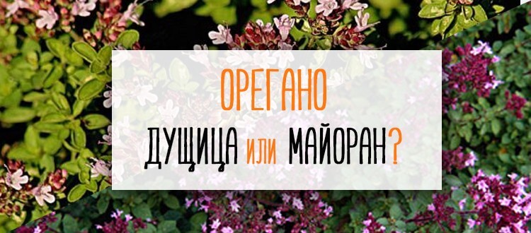 Душица и орегано в чем разница